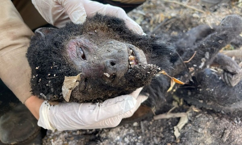 Imagens chocantes mostram como os animais são mortos para uma